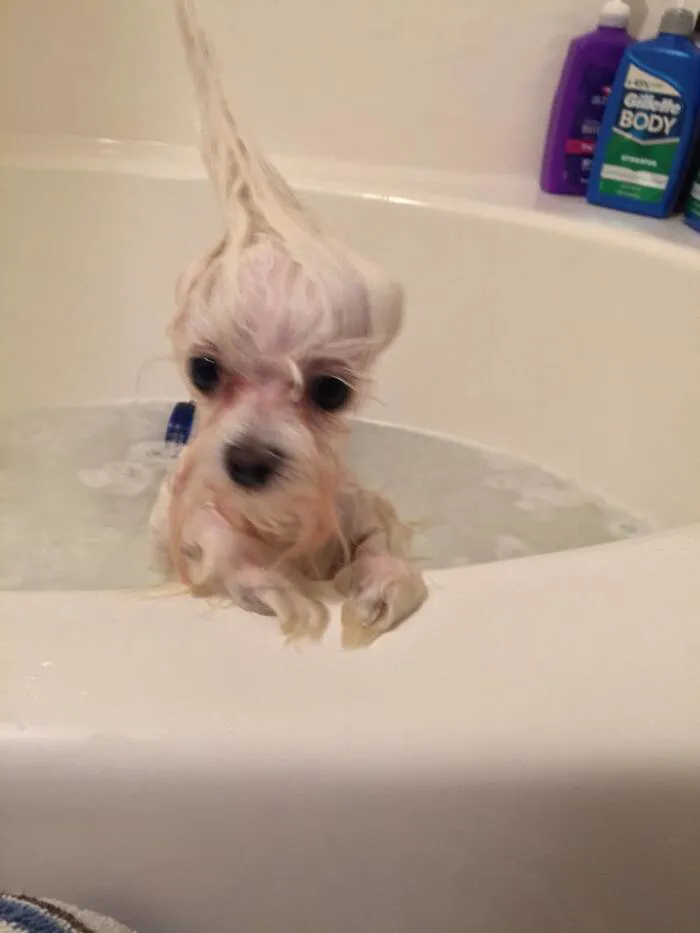 meme dog biểu cảm hài