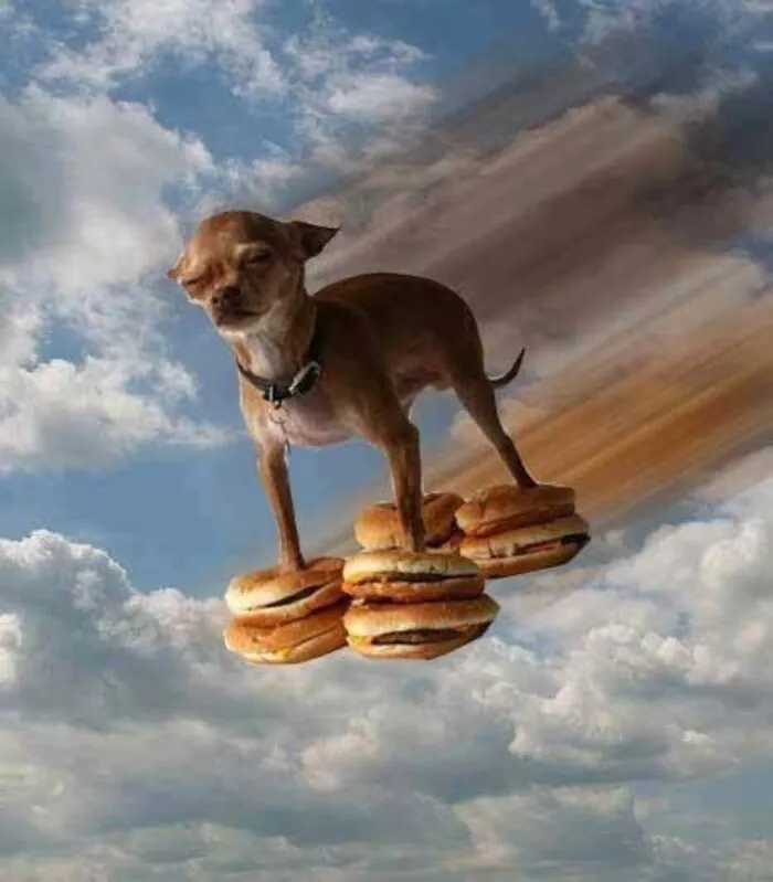 meme dog cười xỉu