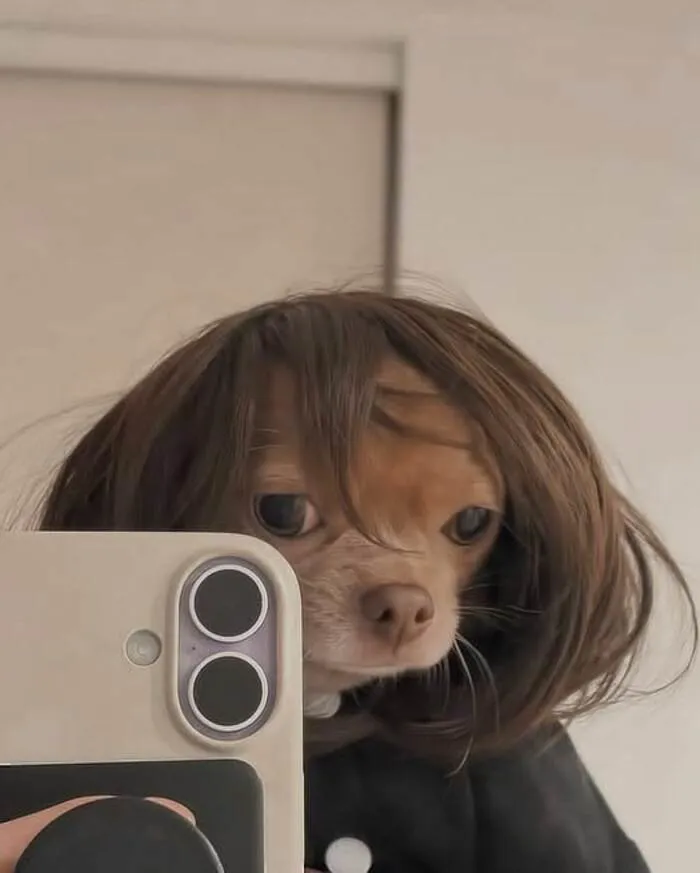meme dog dễ thương