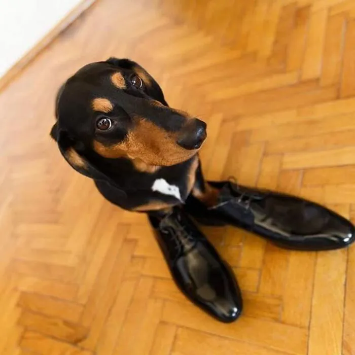 meme dog khó hiểu
