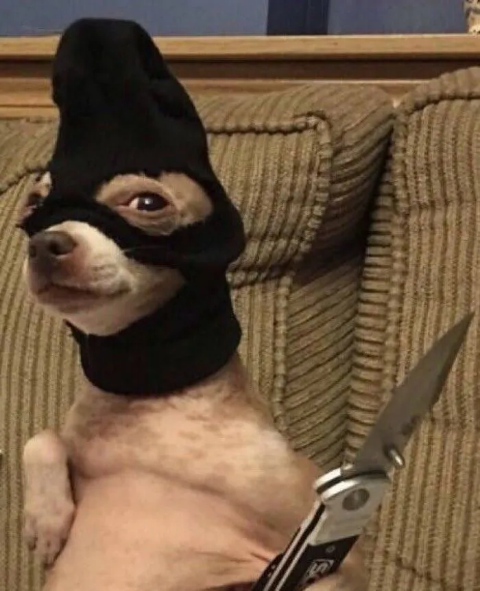 meme dog khoảnh khắc hài