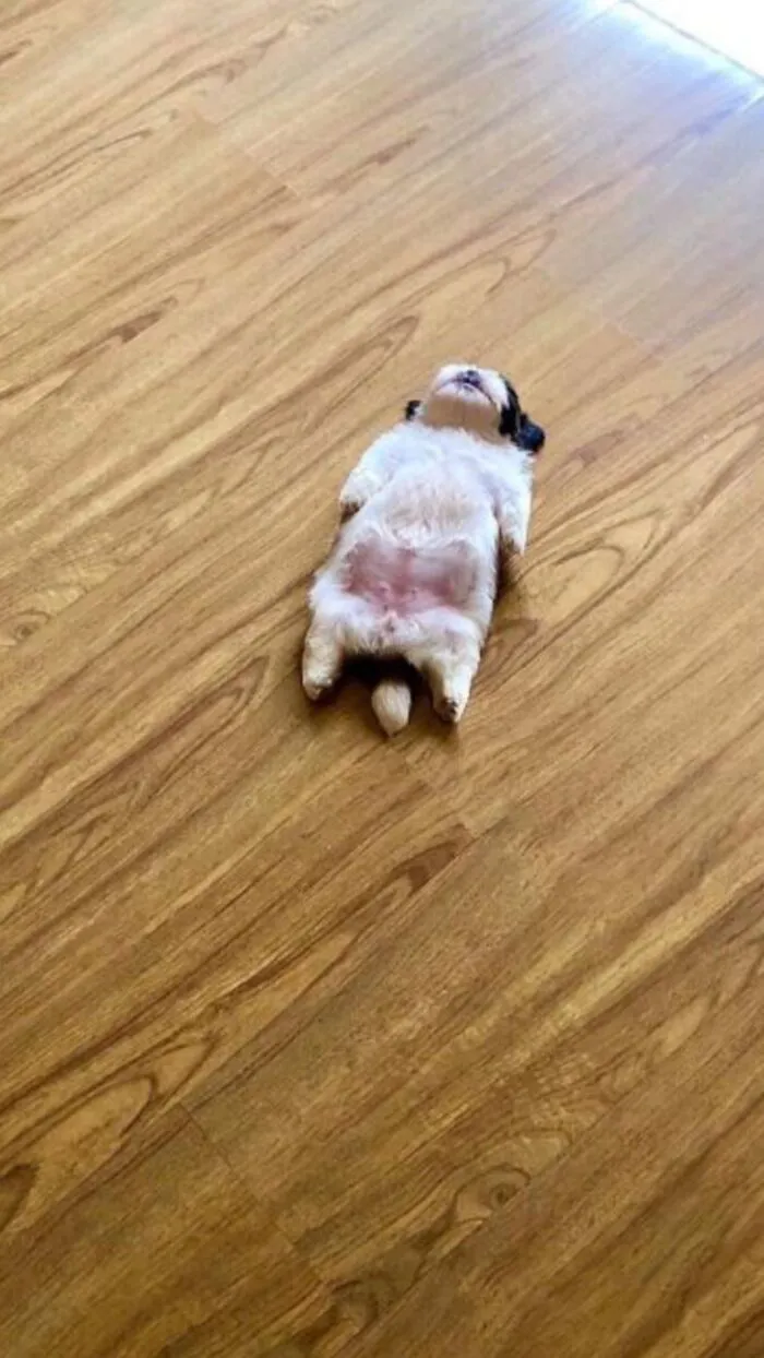 meme dog mặt hài