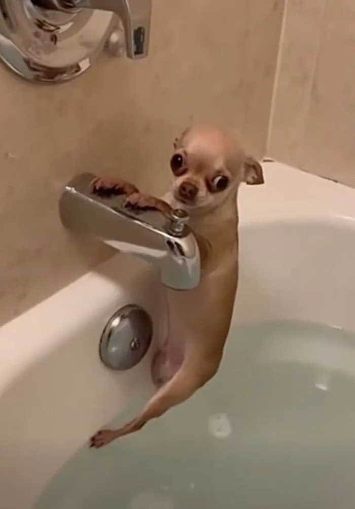 meme dog ngơ ngác