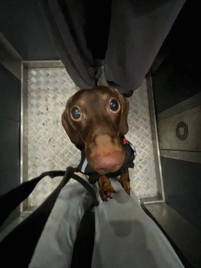 meme dog ngồi im