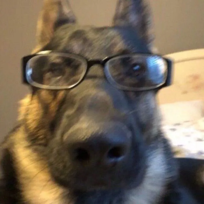 meme dog nhìn sang bên