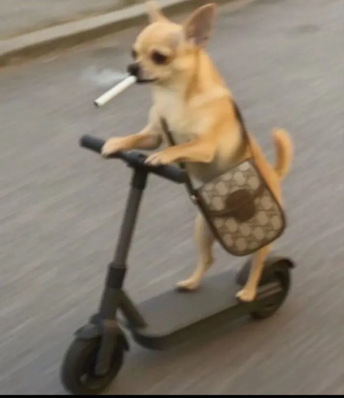 meme dog phản ứng hài