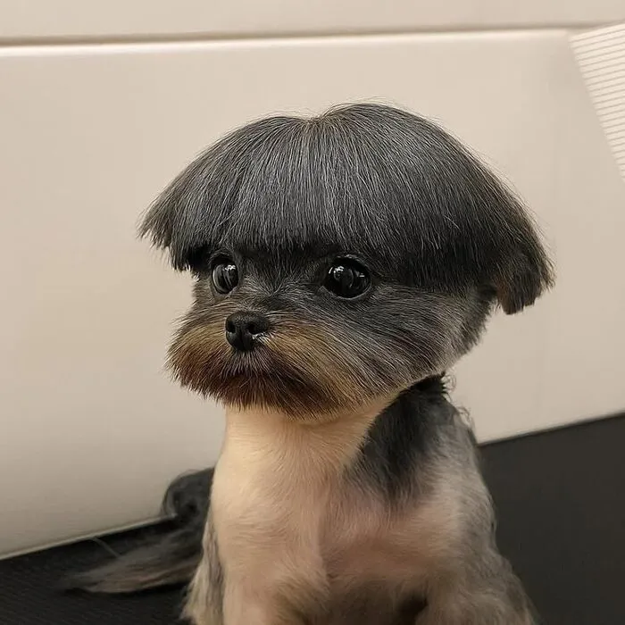 meme dog phản ứng lầy