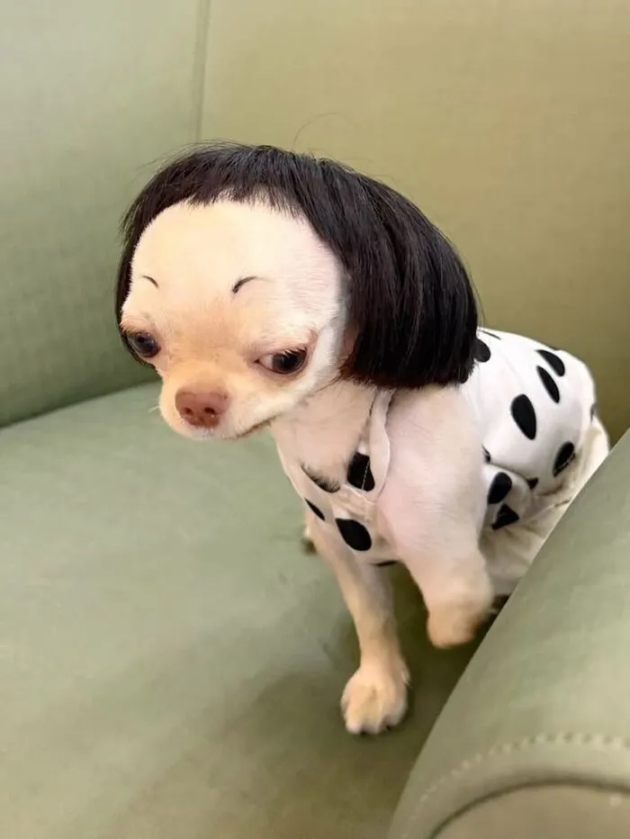 meme dog troll