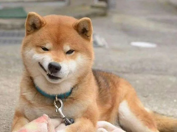 meme dog vô tri