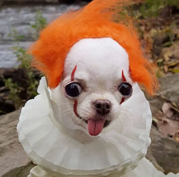 meme dog