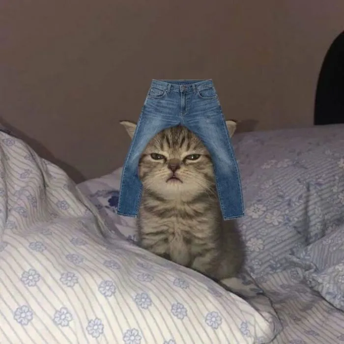 meme đội quần hài hước meme đội quần hài hước