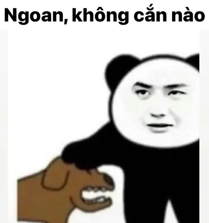 meme gấu trúc nhìn sang bên meme gấu trúc nhìn sang bên
