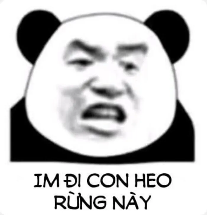 meme gấu trúc nhìn vô định meme gấu trúc nhìn vô định