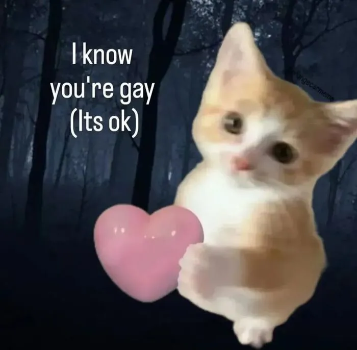 meme gay biểu cảm đơ