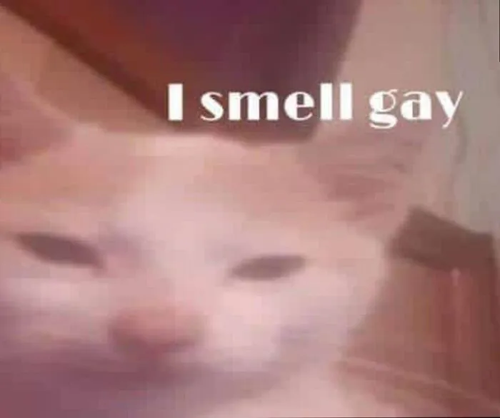 meme gay mặt hài