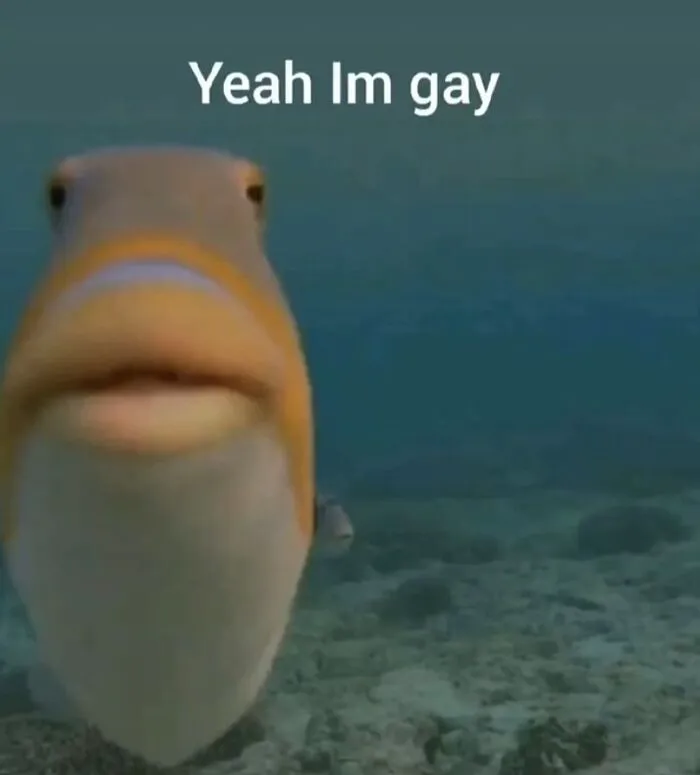meme gay nhìn ngạc nhiên