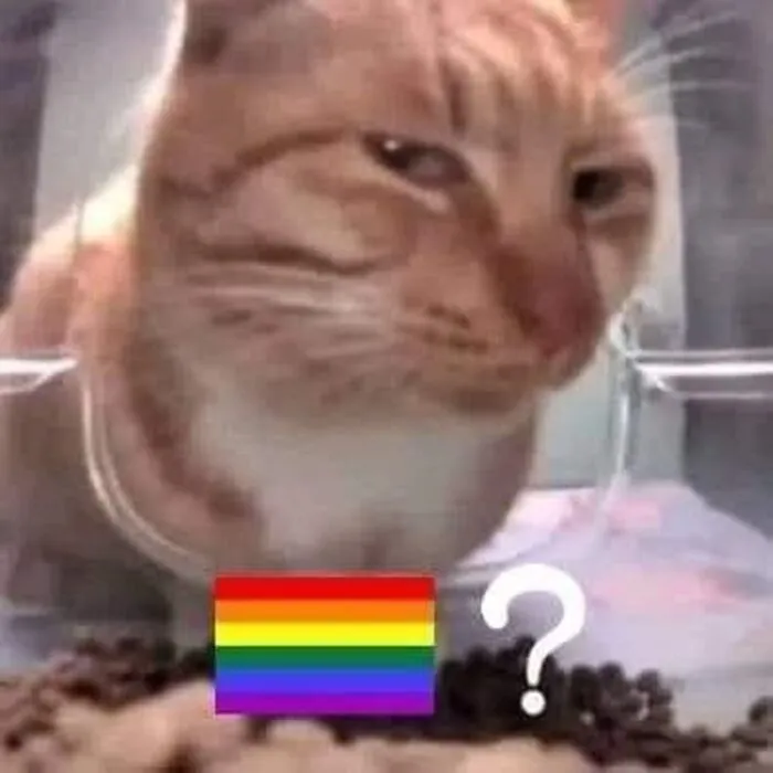 meme gay nhìn sang bên