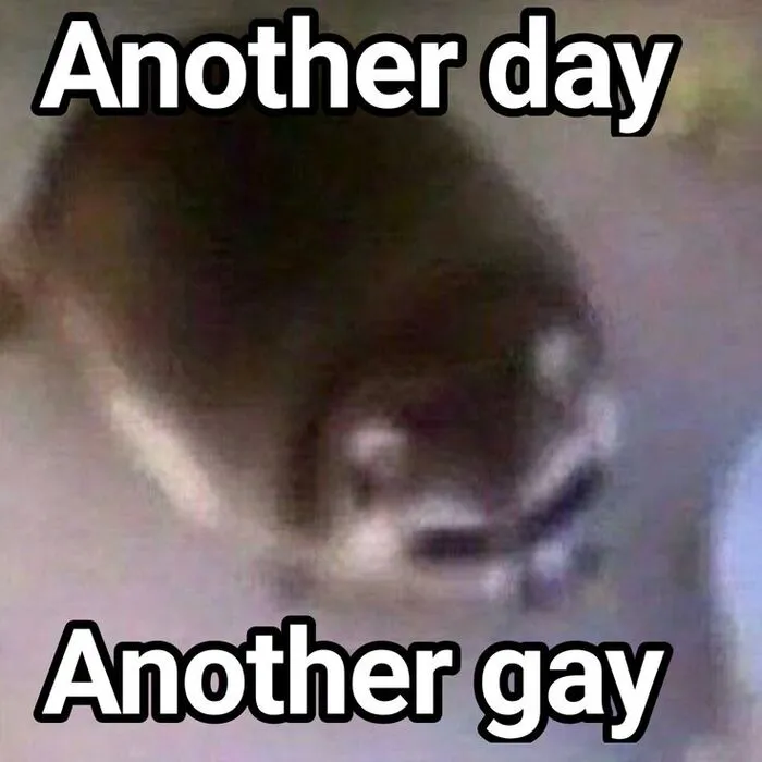 meme gay nhìn vô tri
