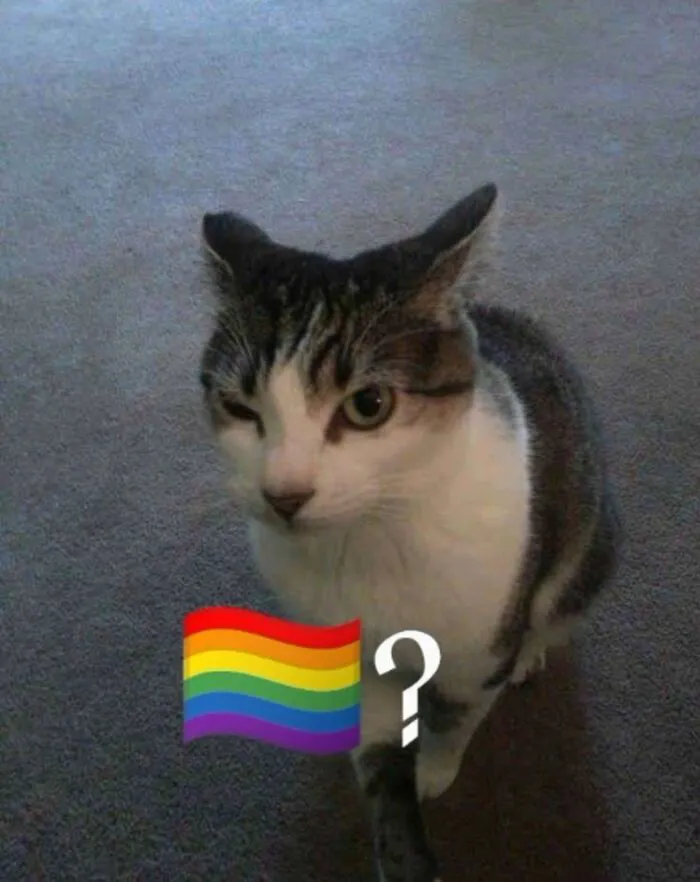 meme gay phản ứng hài