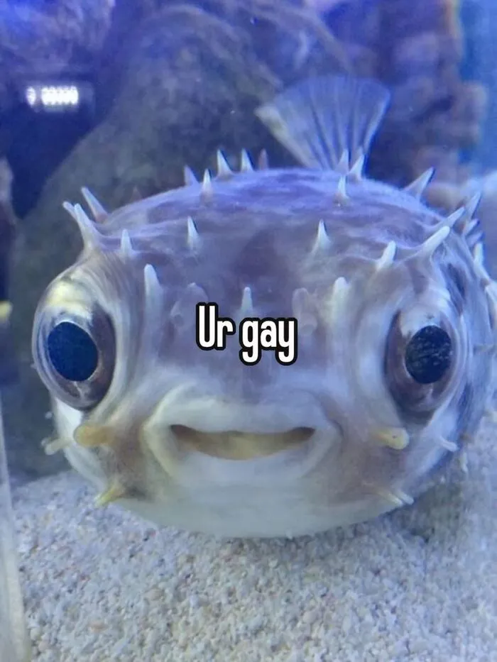 meme gay