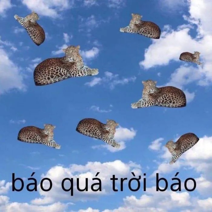 meme hài