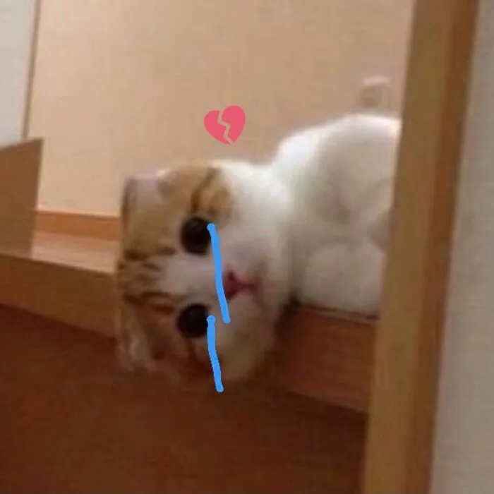 meme khóc khoảnh khắc hài mèo