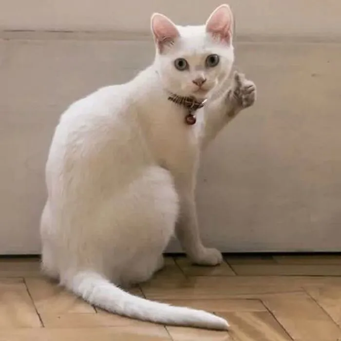 meme like biểu cảm đơ