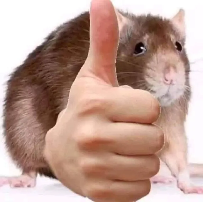 meme like nhìn chằm chằm