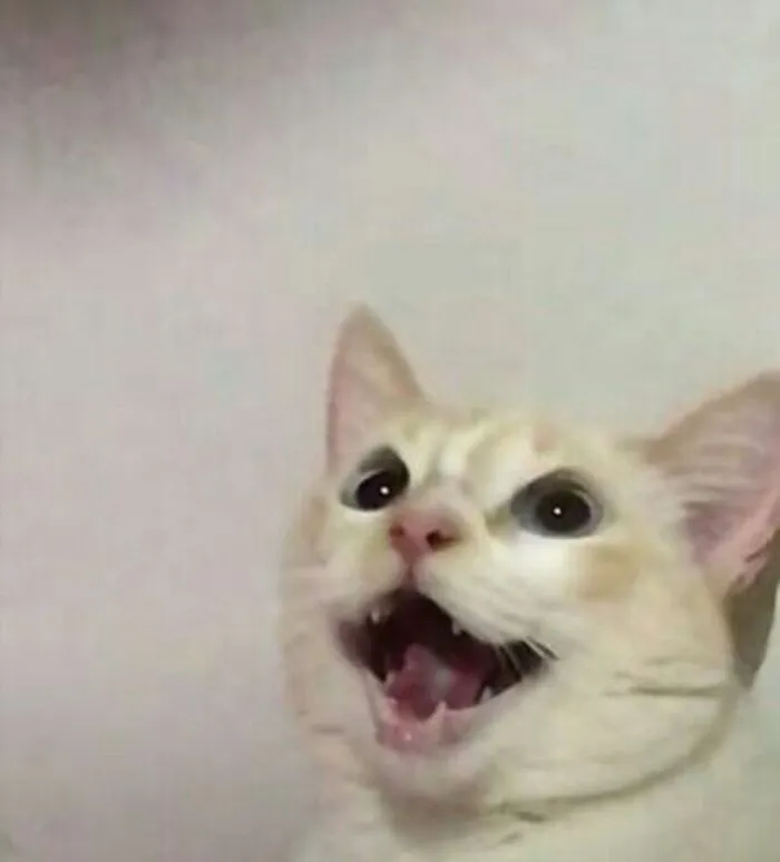 meme mèo ánh mắt hài