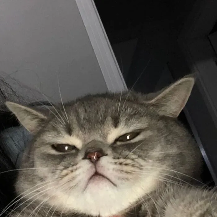 meme mèo bất lực