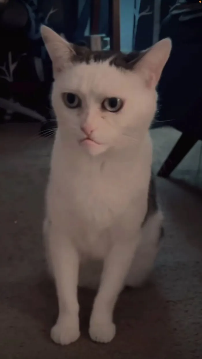 meme mèo biểu cảm sốc