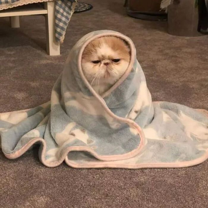 meme mèo buồn cười