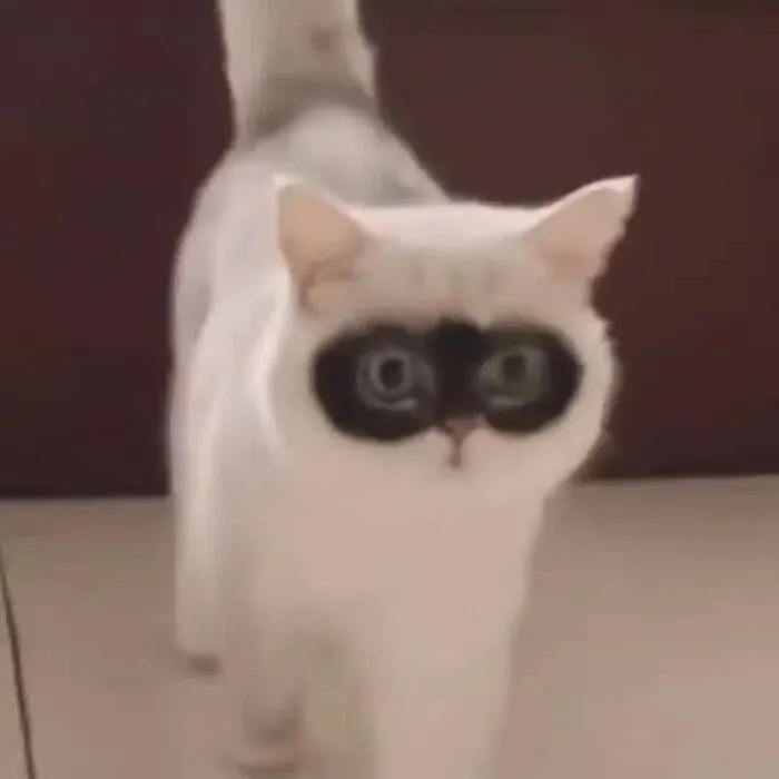 meme mèo phản ứng bất ngờ