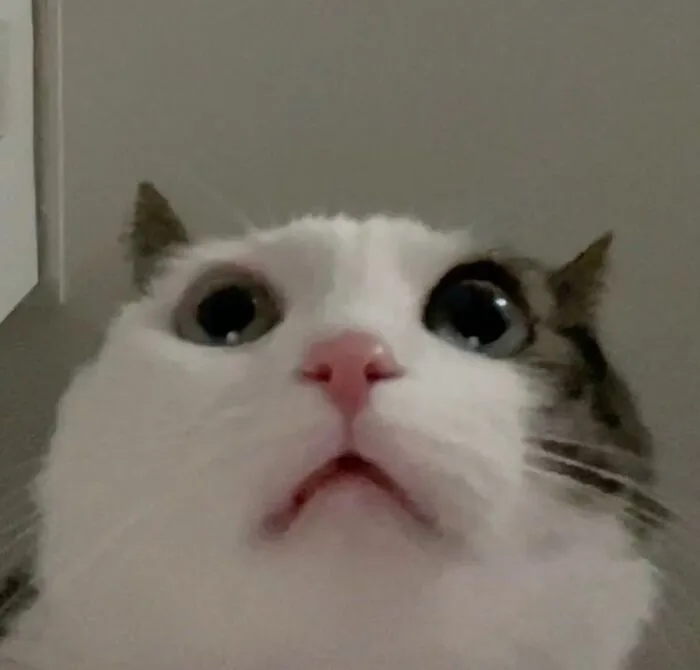 meme mèo phản ứng kỳ lạ