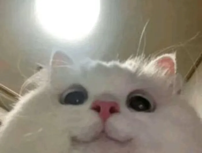 meme mèo