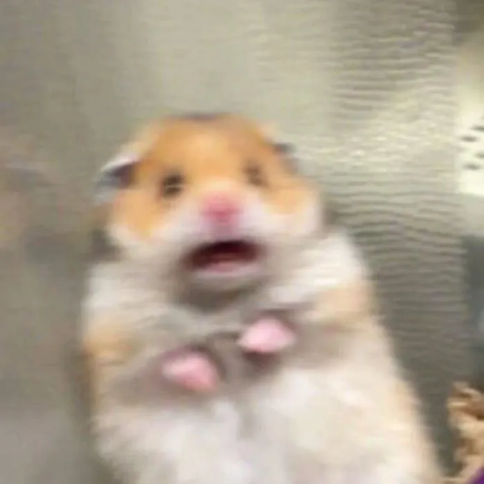 meme sợ hãi meme sợ hãi